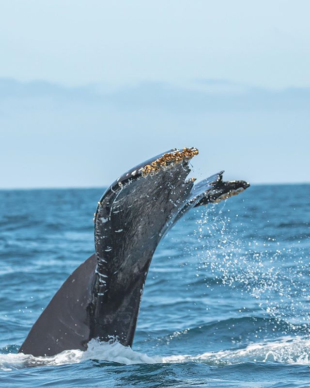 Humpback whales continue to feed off our coastline here in Newport Beach. Humpback whales in Southern California feed in the same areas as large pods of common dolphins.Often, the dolphins are out-swimming the whales while chasing fish and the whales spend their day trying to catch up! *We hope you can join us this week as we continue to watch all of the amazing wildlife here in @newportbeach
