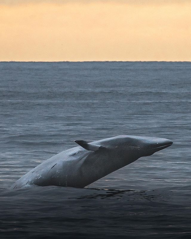 Passengers aboard the Newport Legacy got a special surprise at sunset today when a minke whale breached over and over!  Photographer @seataceans was quick to get the shot! We still have humpbacks and minke whales in our area and have been enjoying more incredible encounters! Come enjoy an afternoon on the water. We are still running with limited capacities on all of our boats, allowing more space for you to view wildlife in comfort!