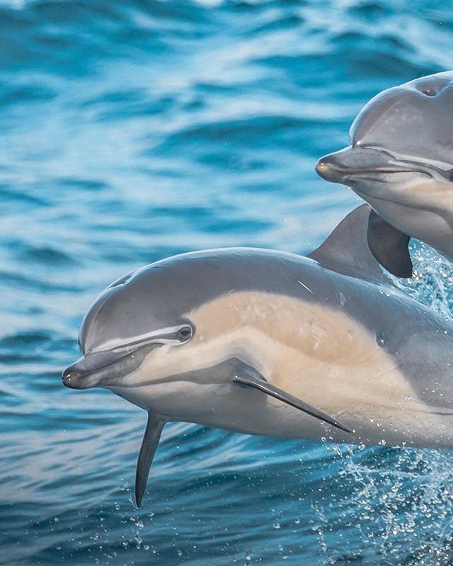 Who is ready for the weekend? The sun came out today and the dolphins celebrated! Sightings today included both short and long beaked common dolphins, Risso’s dolphins and multiple friendly minke whales! We hope to see you out on the water tomorrow! Beautiful photo by Delaney @seataceans Swipe Right to see the full image!