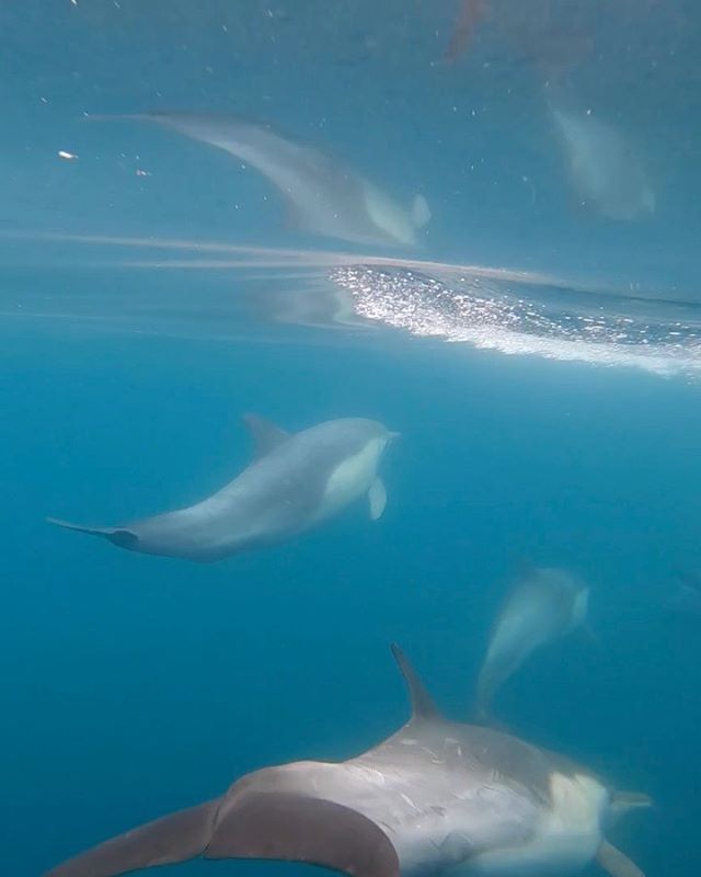 We had a great weekend on the water with Humpback Whales, Minke Whales, and hundreds of Common Dolphins! This weekend there was also a BLUE whale sighting near Newport Beach by @newportcoastaladventure !! It is just the beginning of our Blue Whale season and we hope to see more of the world’s largest animal! *Enjoy this underwater moment of some bow riding dolphins filmed aboard our Ultimate Adventure. Don’t forget to bring your own gopro aboard our zodiac-style boat for the chance to film some amazing footage!
